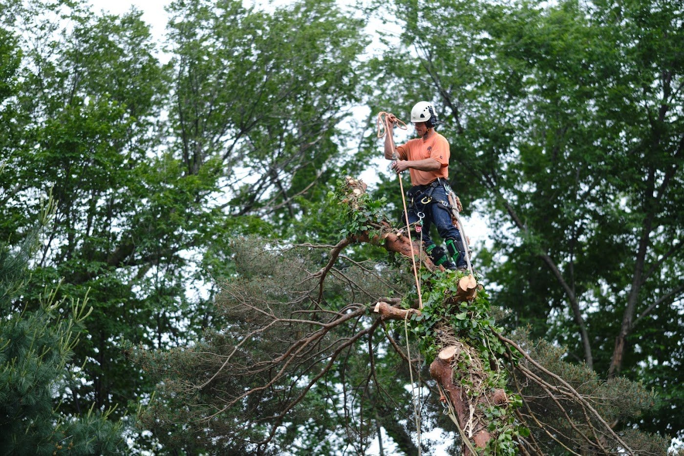 Tree Pruning & Trimming