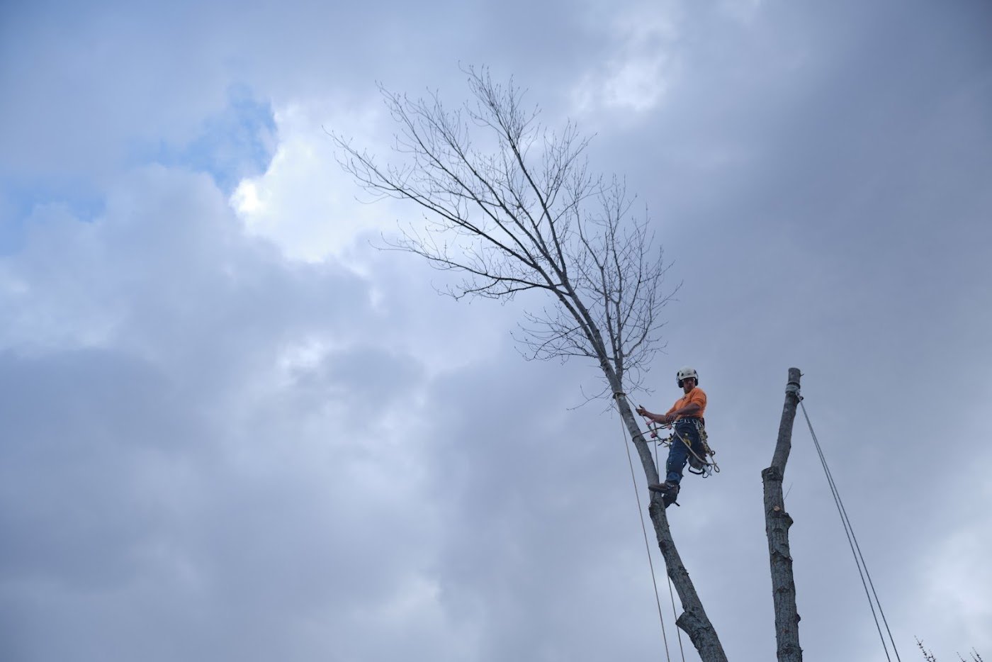 Tree Removal